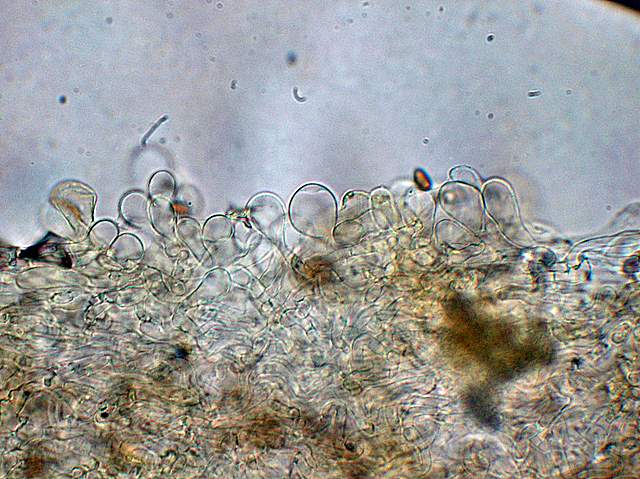 Psathyrella laevissima     (Romagn.)     Singer